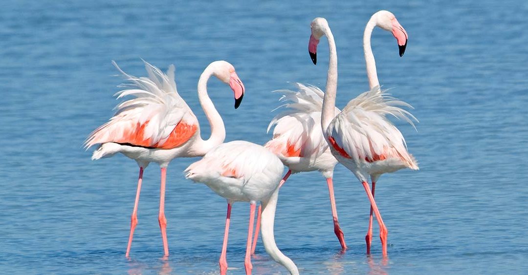 Les Flamants Roses