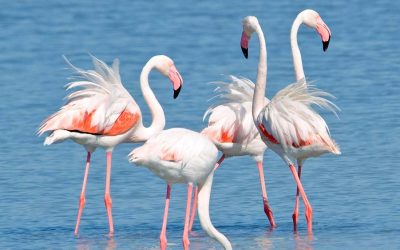 Die Flamingos