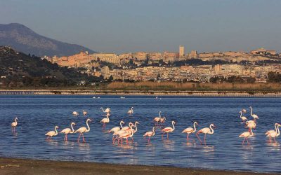 L’étang de Molentargius et les Marais Salants des anciennes Salines de l’Etat